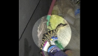 بالصور.. امرأة تخرج تمساحا من سروالها خلال تفتيشها في فلوريدا