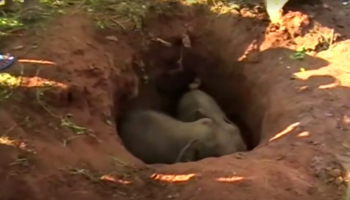 إنقاذ فيلين صغيرين في سريلانكا بعد سقوطهما في حفرة