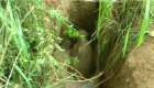 بالصور.. إنقاذ فيل سقط في حفرة بسريلانكا