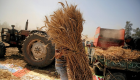 مصر تشتري 2.2 مليون طن من القمح المحلي