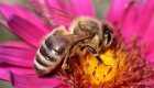 الأمم المتحدة: القهوة والتفاح والطماطم في خطر لتراجع أعداد النحل