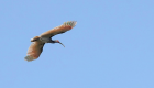 طائر يعود لكوريا الجنوبية بعد 40 عاما من انقراضه