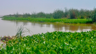 "ورد النيل" يهدد بحيرات إثيوبيا واقتصادها