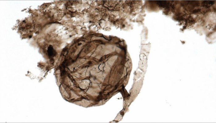 فطريات "Ourasphaira giraldae" المكتشفة