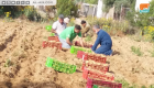 البطاطس تفتح أبواب الرزق لشباب غزة