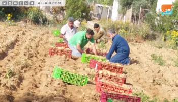 البطاطس تفتح أبواب الرزق لشباب غزة