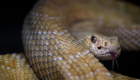 "الصحة العالمية" تكشف خطتها لمواجهة لدغات الثعابين القاتلة