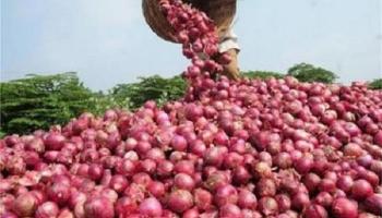 السعودية ترفع الحظر عن استيراد البصل المصري