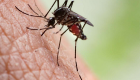 "الصحة العالمية": انتهاء الملاريا من الجزائر مؤشر إيجابي لأفريقيا
