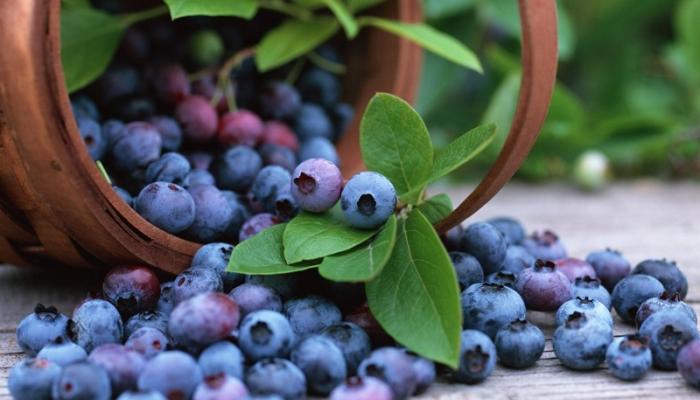 مركّب في الفاكهة يخفض ضغط الدم - صورة أرشيفية