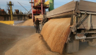 مصر تشتري 3 ملايين طن من القمح المحلي