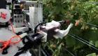 بالصور.. تجربة أول روبوت لحصد الفاكهة في بريطانيا