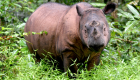نفوق وحيد القرن السومطري الأخير في ماليزيا