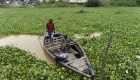 بالصور.. نباتات مدمِّرة تغزو أنهار نيجيريا وتعكِّر حياة الصيادين