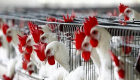 علماء بريطانيون يعدِّلون جينات الدجاج ليُقاوم الإنفلونزا