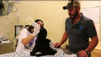 ولادة نمر أسود نادر في حديقة حيوان مكسيكية