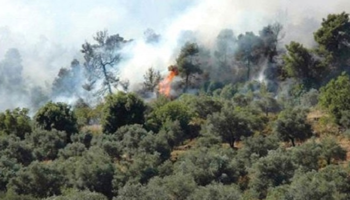 مسؤولون يؤكدون أن "حرائق غابات الأردن مفتعلة" - صورة أرشيفية