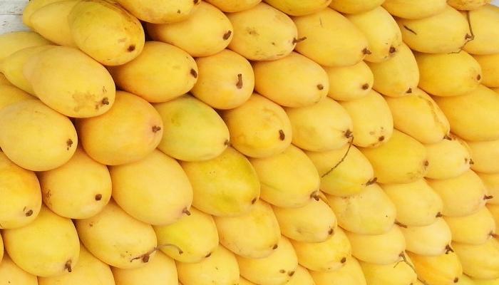 السلطات الفلبينية تخشى انهيار أسعار المانجو