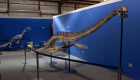 وحش "لوخ نيس".. اكتشاف عظام أكبر ديناصور بحري