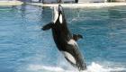 كندا تحظر أسر وتربية الحيتان والدلافين