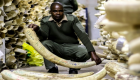 زيمبابوي تطالب ببيع العاج للحفاظ على محميات الأفيال