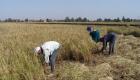 مصر تعلن وقف استيراد الأرز بعد موسم الحصاد المحلي