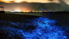 "الدموع الزرقاء".. وهج خلاب يهدد الحياة البحرية في الصين