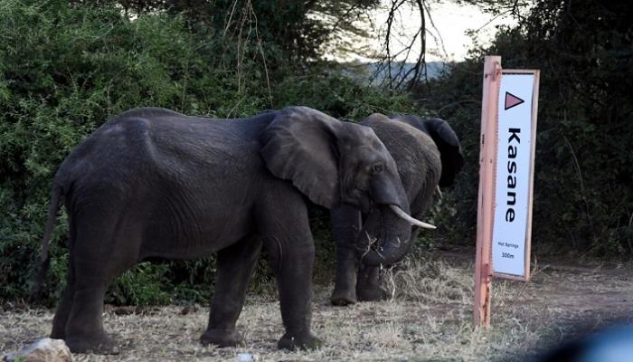 مئات الفيلة ضحية الصيد الجائر في بوتسوانا
