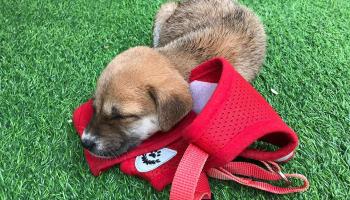 اللعب مع الجراء.. أحدث صيحات علاج التوتر في أحد فنادق بالي