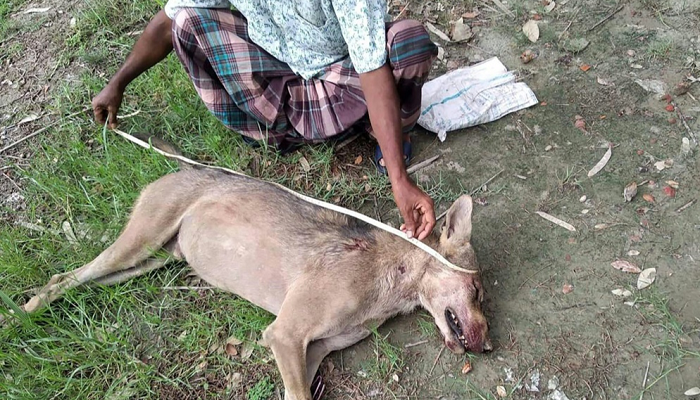 "الذئب الهندي الرمادي" بعد قتله في بنجلاديش