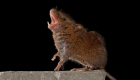 اكتشاف الخلايا العصبية المسؤولة عن "الغزل" عند الفئران