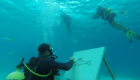 إبداع تحت المياه.. كوبي يرسم لوحاته وسط الأسماك