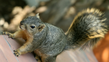 سنجاب - أرشيفية