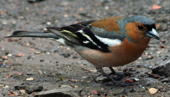 طيور الشرشوريات تعيش في جايانا - أرشيفية