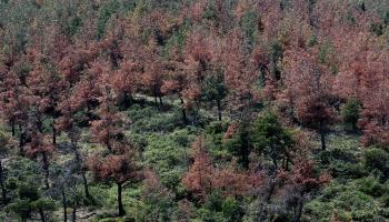 خنفساء اللحاء تجتاح مساحات كبيرة في غابة يونانية