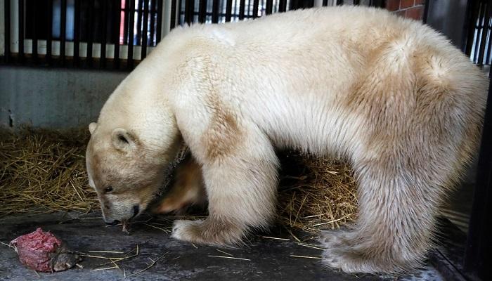 نقل أنثى دب قطبي ضالة إلى حديقة حيوان في سيبيريا للعلاج