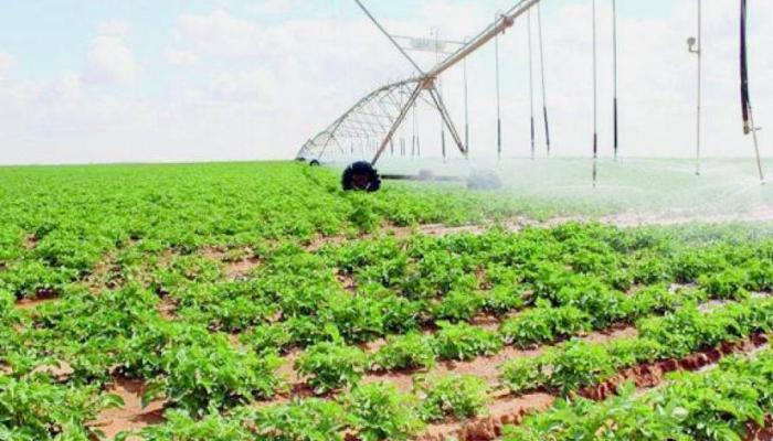 نمو القطاع الزراعي في السعودية
