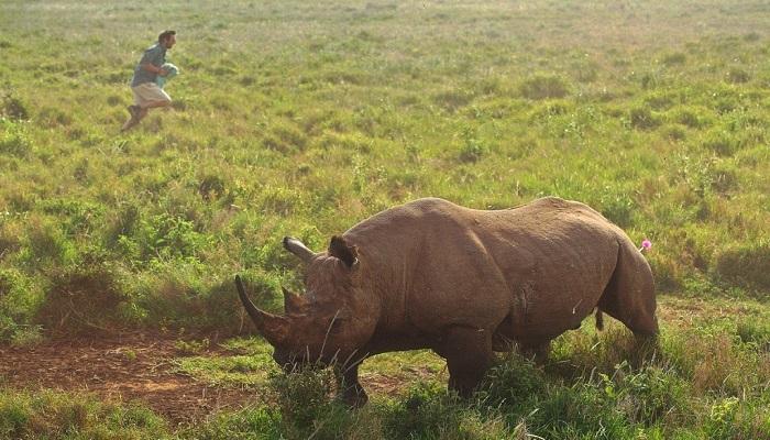 5 حيوانات من وحيد القرن تصل إلى رواندا من التشيك