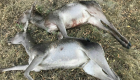 مذبحة للحياة البرية في إيران