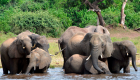 تحرك "دبلوماسي" لإنقاص أعداد الفيلة في بتسوانا