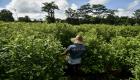 تراجع زراعة الكوكا في كولومبيا لأول مرة منذ 2012