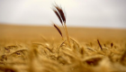 مصر تشتري 60 ألف طن من القمح الروماني