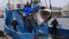 اليابان تصطاد الحيتان لأول مرة منذ 30 عاما