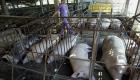 فيتنام تقترب من تطوير لقاح مضاد لحمى الخنازير الأفريقية