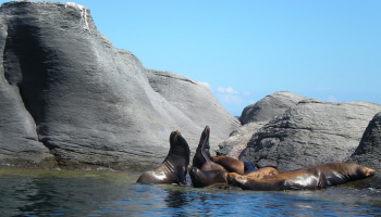 المكسيك بذلت جهودا ملموسة لحماية الفاكيتا المهدد بالانقراض