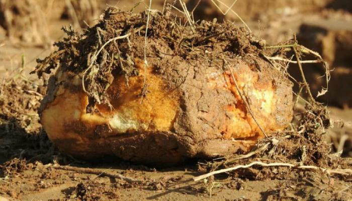 لغم حوثي مموه في الأراضي اليمنية