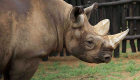 نفوق وحيد قرن مُهدّد بالانقراض في نيبال