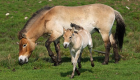 الصين تسجل ولادة 4 خيول برية نادرة