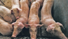 تفشي حمى الخنازير الأفريقية في 6 قرى بلغارية