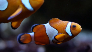 سمكة المهرج اشتهرت في فيلم "Finding Nemo" (البحث عن نيمو)